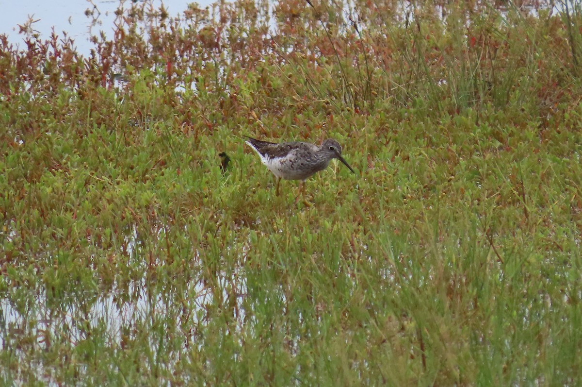 Lesser Yellowlegs - ML600514171