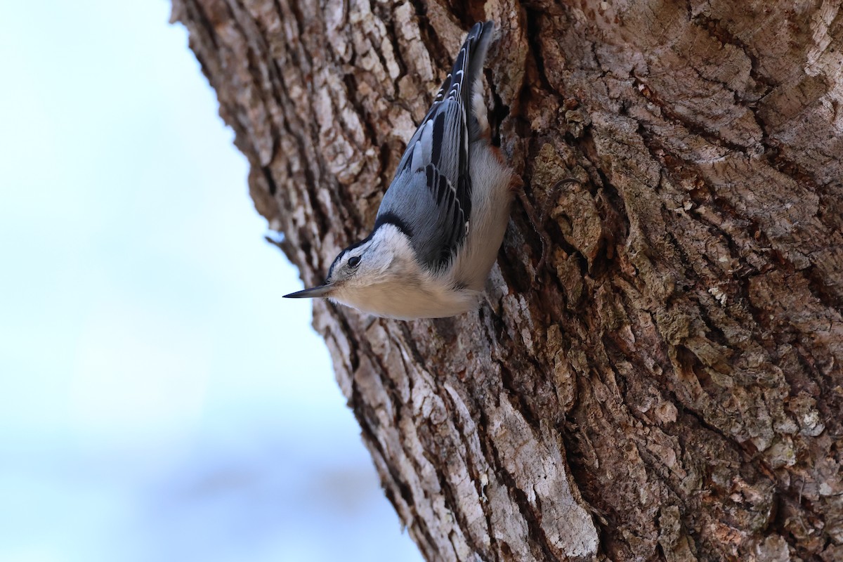 White-breasted Nuthatch - ML600514351