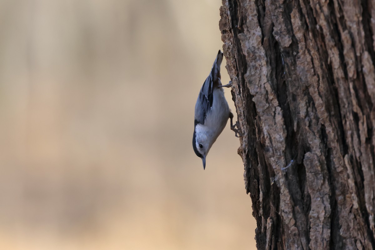 White-breasted Nuthatch - ML600514371