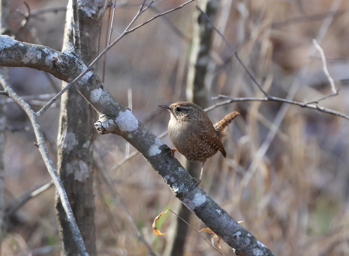 Winter Wren - ML600514401