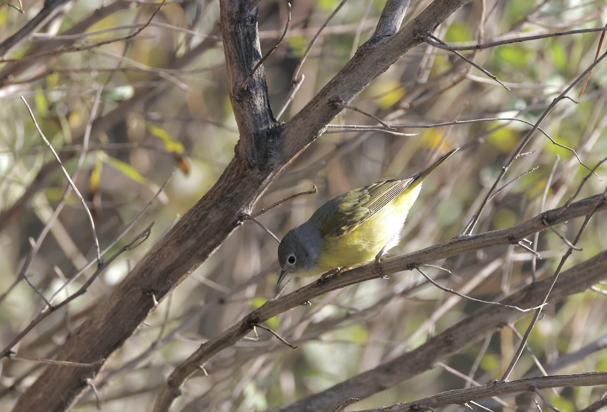 Nashville Warbler - ML600514461