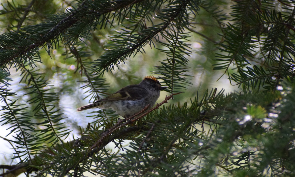 Golden-crowned Kinglet - ML600514581