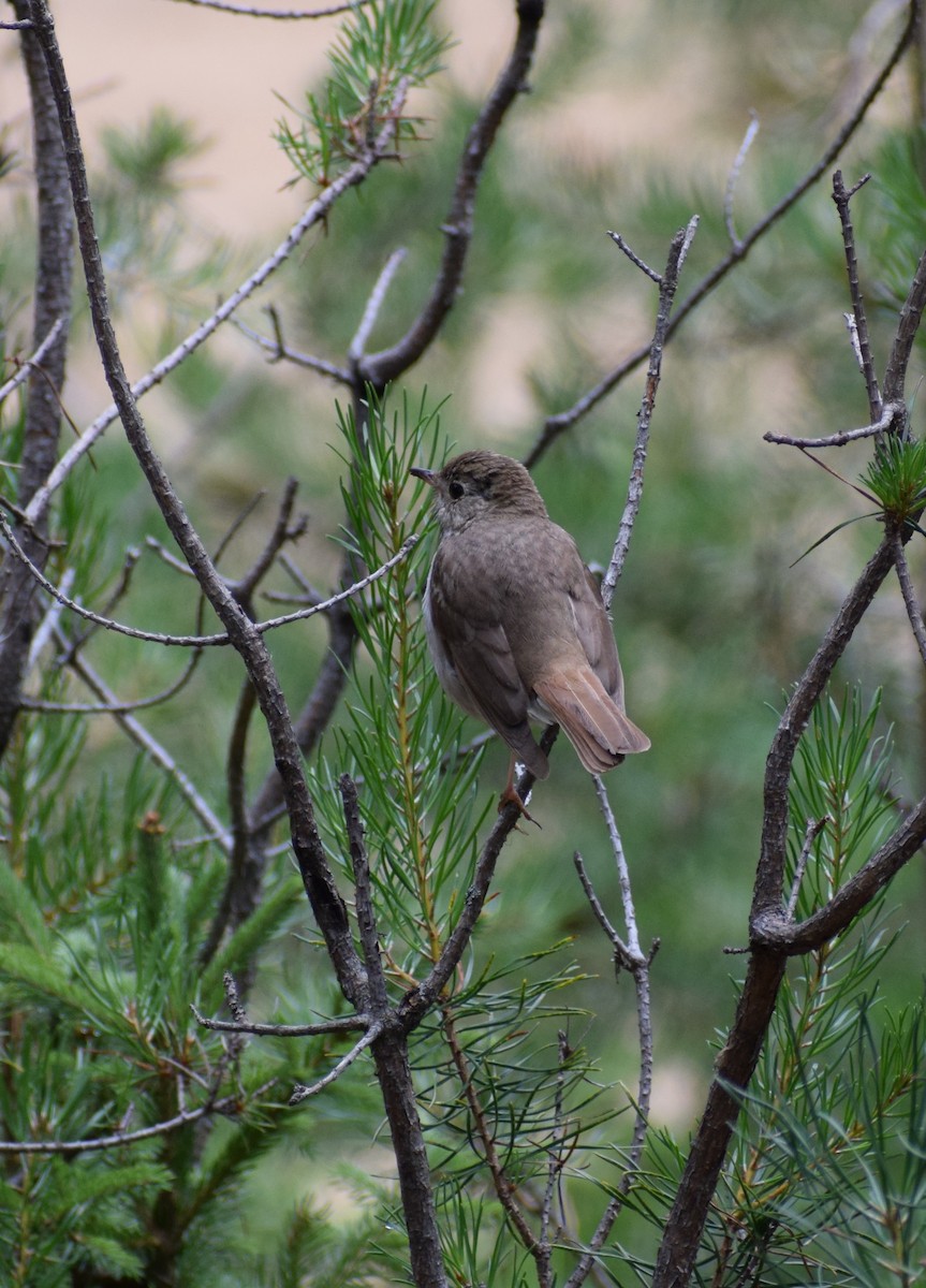 Hermit Thrush - ML600514701