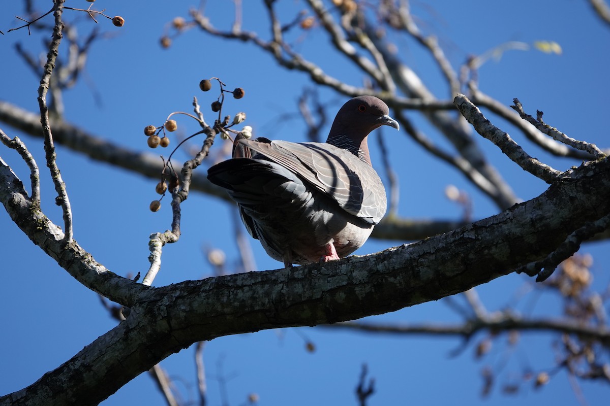 Picazuro Pigeon - ML600514731