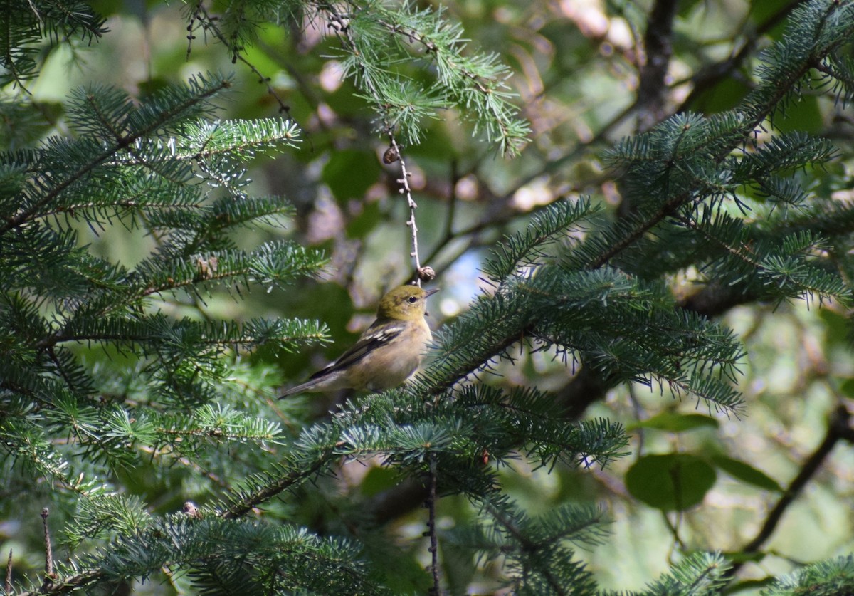 Bay-breasted Warbler - ML600514781