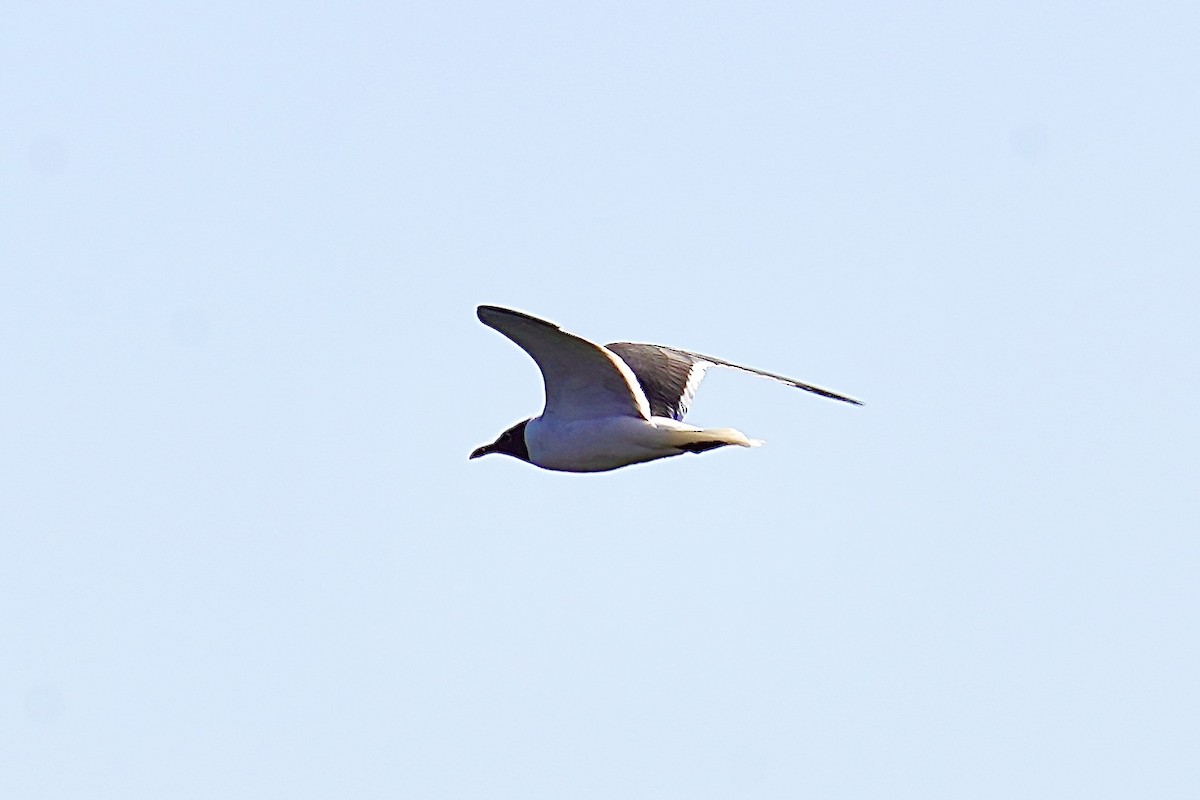 Laughing Gull - Bob Plohr