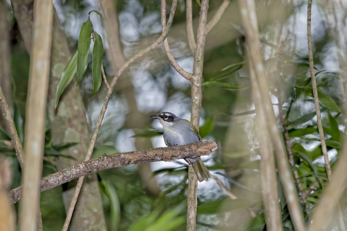 Black-crowned Palm-Tanager - ML60051821