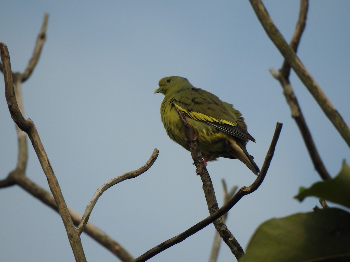 Orange-breasted Green-Pigeon - ML600518231