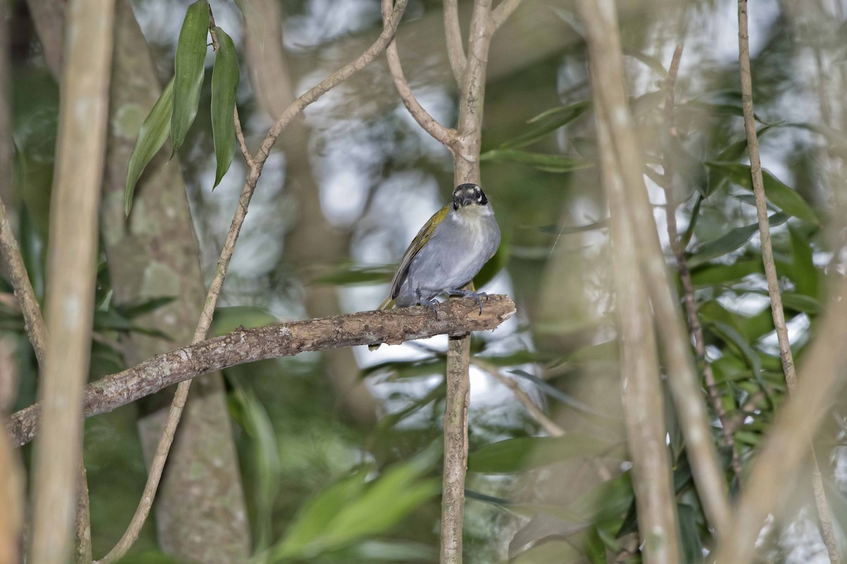 Black-crowned Palm-Tanager - ML60051841