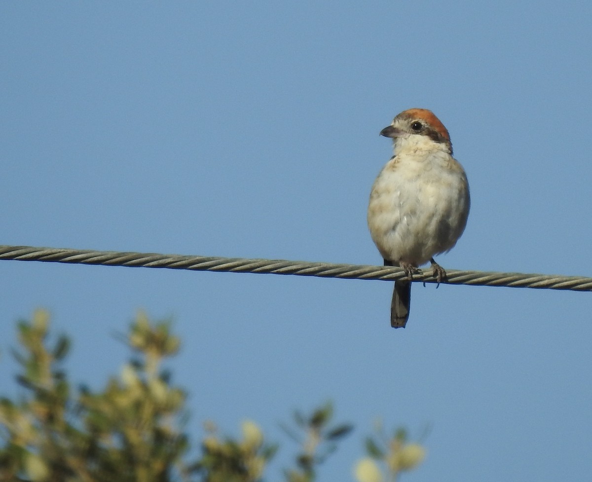 Woodchat Shrike - Andrés Alfaro