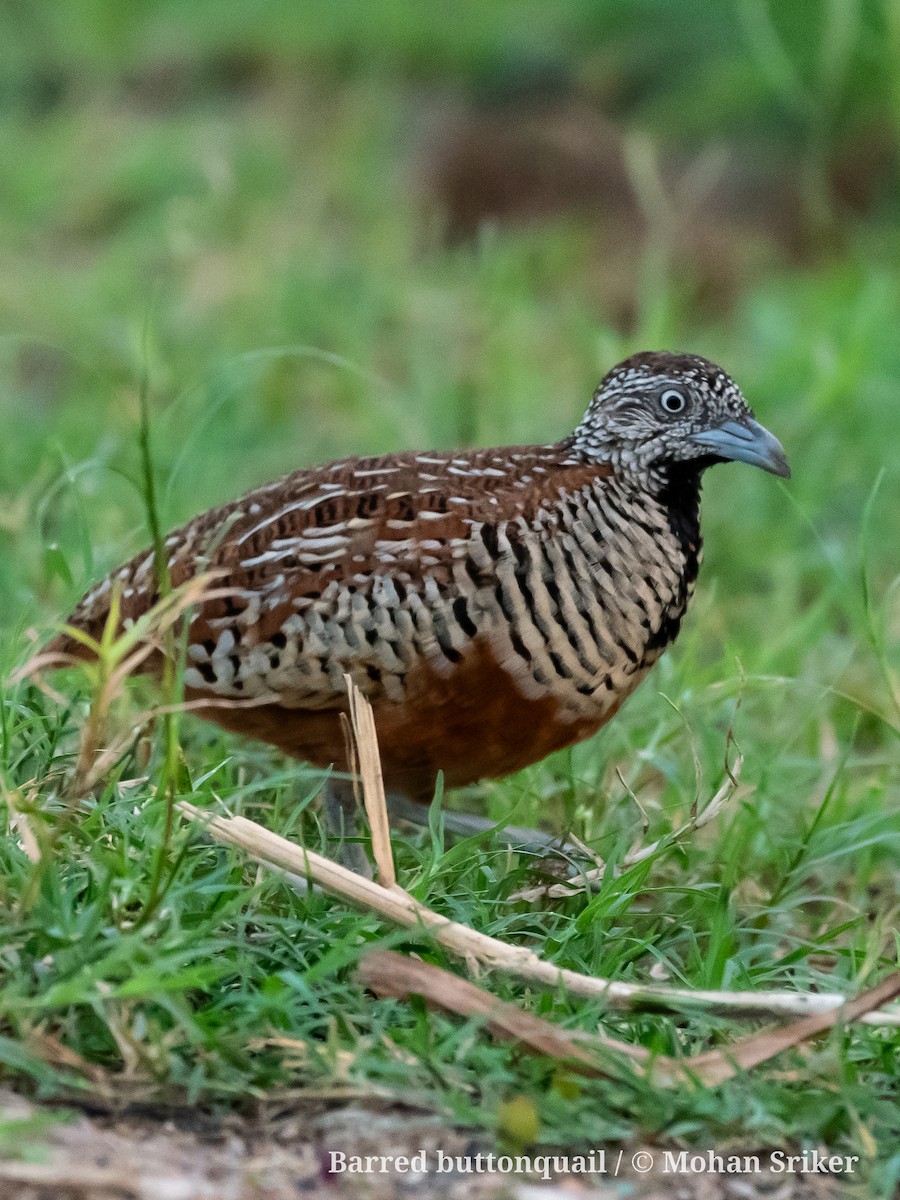 Barred Buttonquail - ML600520581