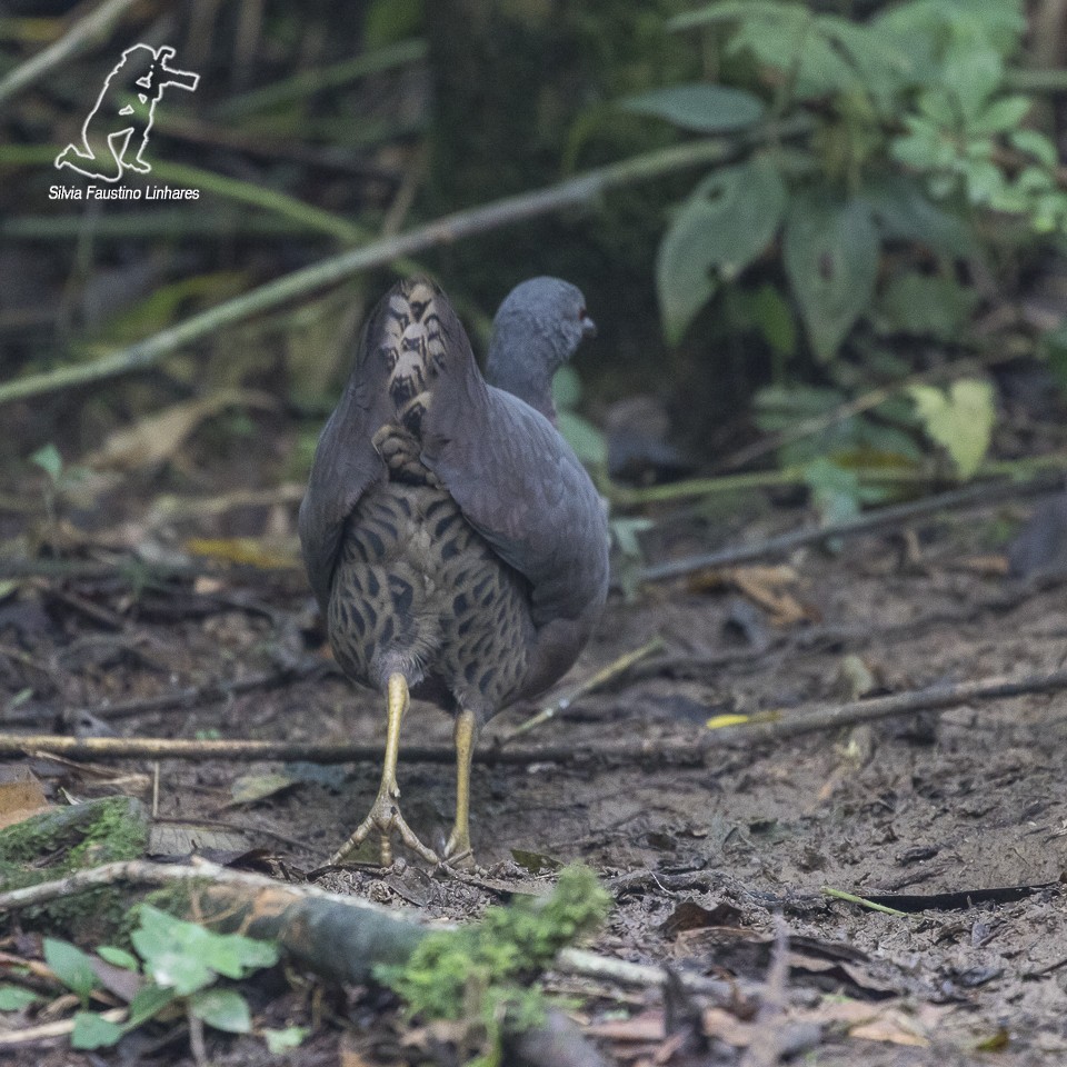 Brown Tinamou - Silvia Faustino Linhares