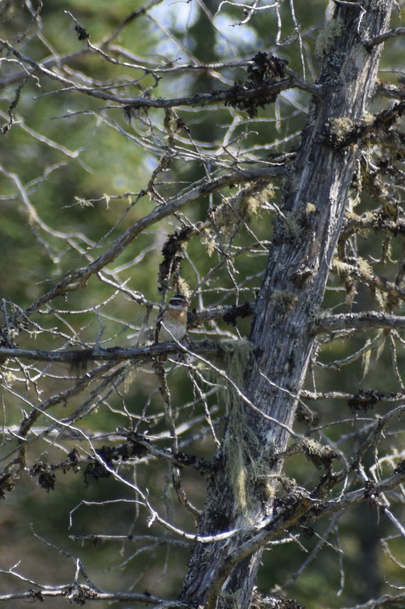 Rose-breasted Grosbeak - ML600521101