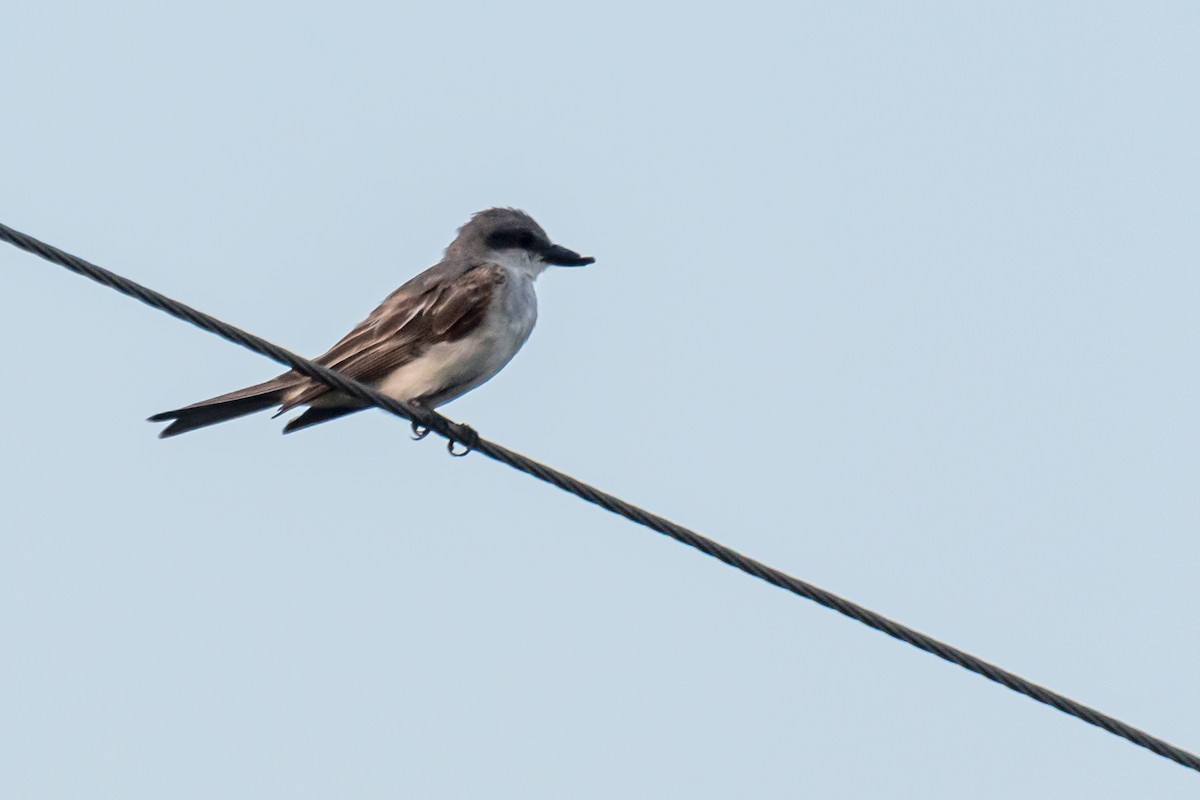 Gray Kingbird - Gabrielle Harrison