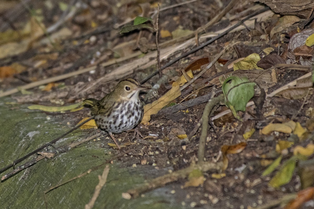 Ovenbird - ML60052131