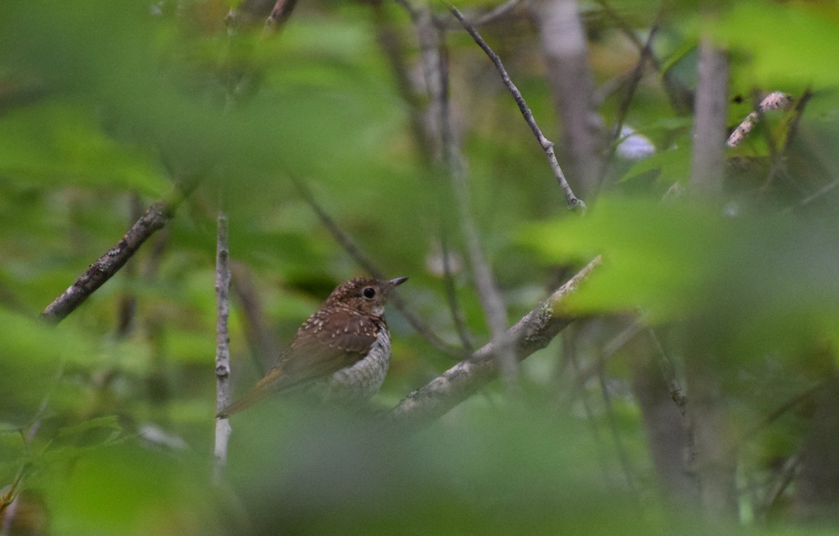 Hermit Thrush - ML600521321