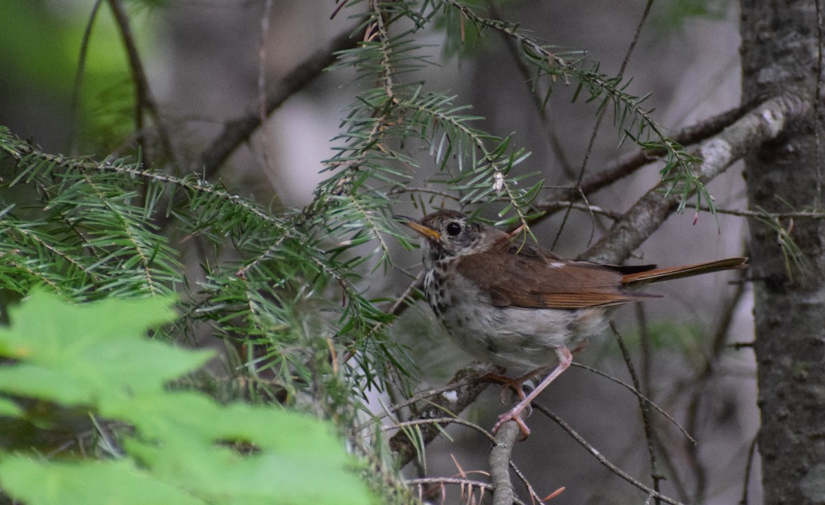 Hermit Thrush - ML600521331