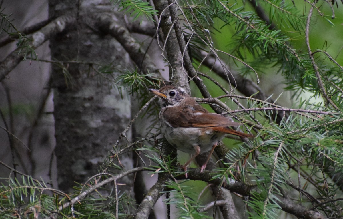 Hermit Thrush - ML600521341