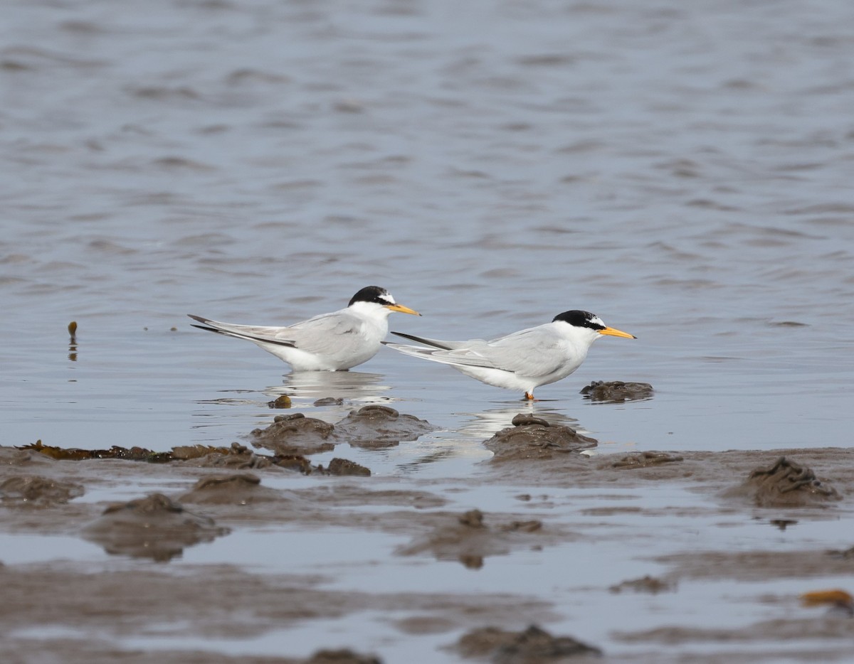 Little Tern - Paul Wheatland