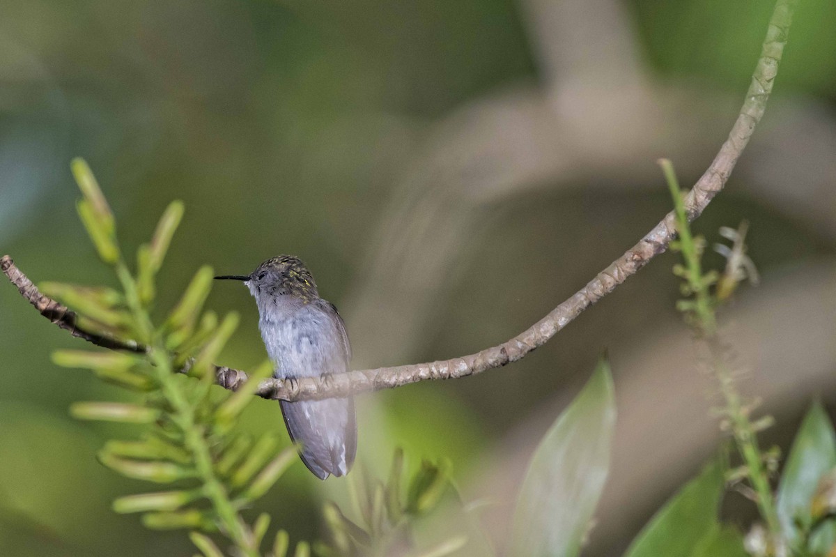 Vervain Hummingbird - ML60052231