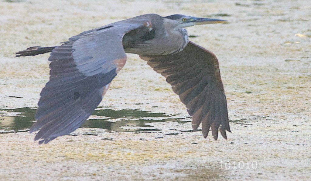 Great Blue Heron - ML600522431