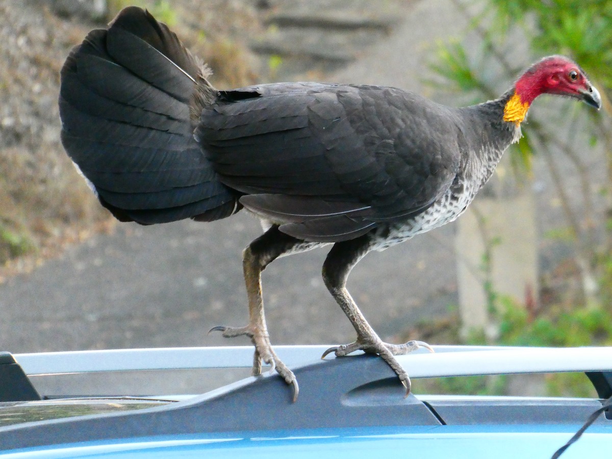 Australian Brushturkey - ML600522971