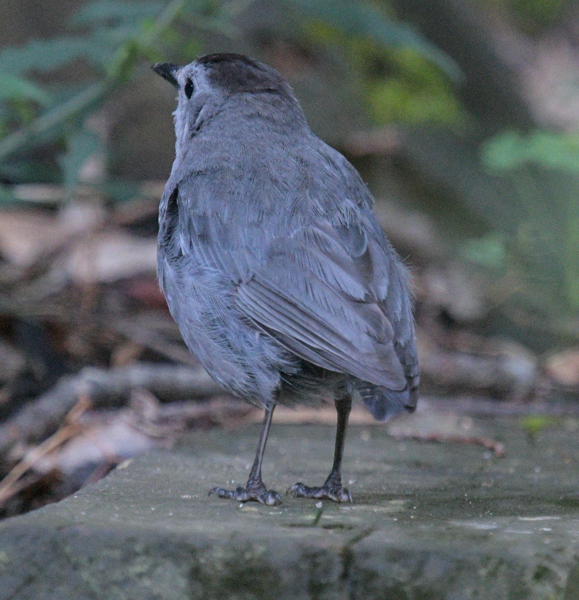 Gray Catbird - Margaret Poethig