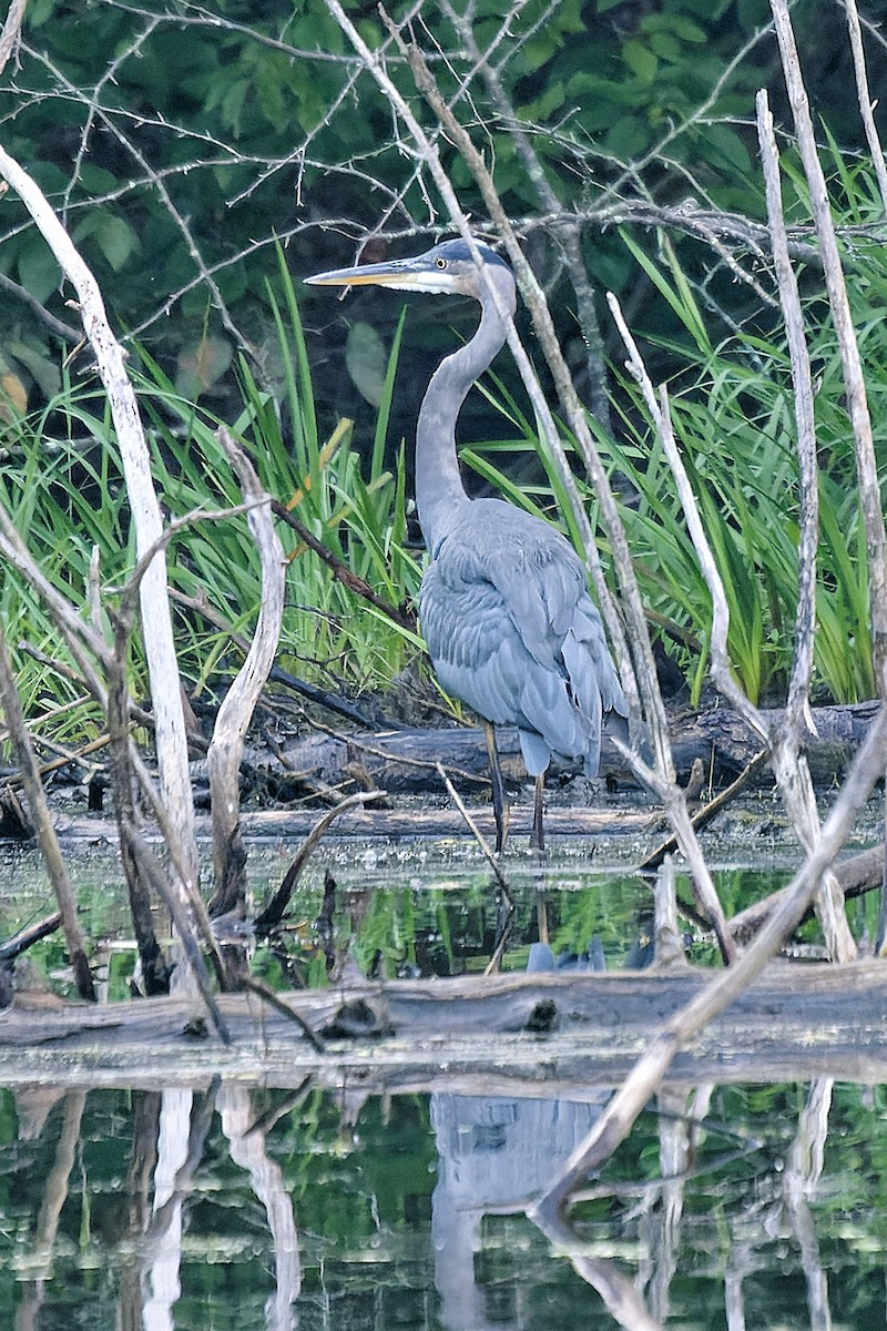 Great Blue Heron - ML600523461