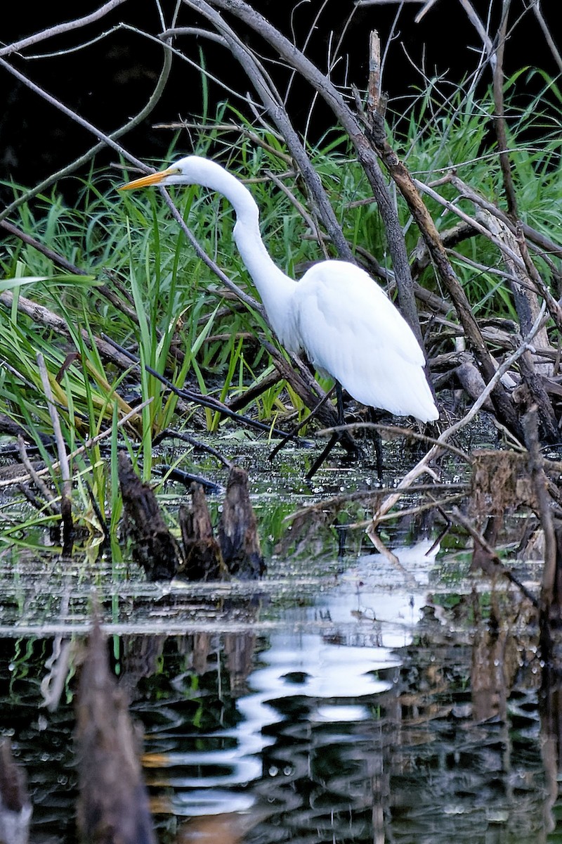 Great Egret - ML600523561