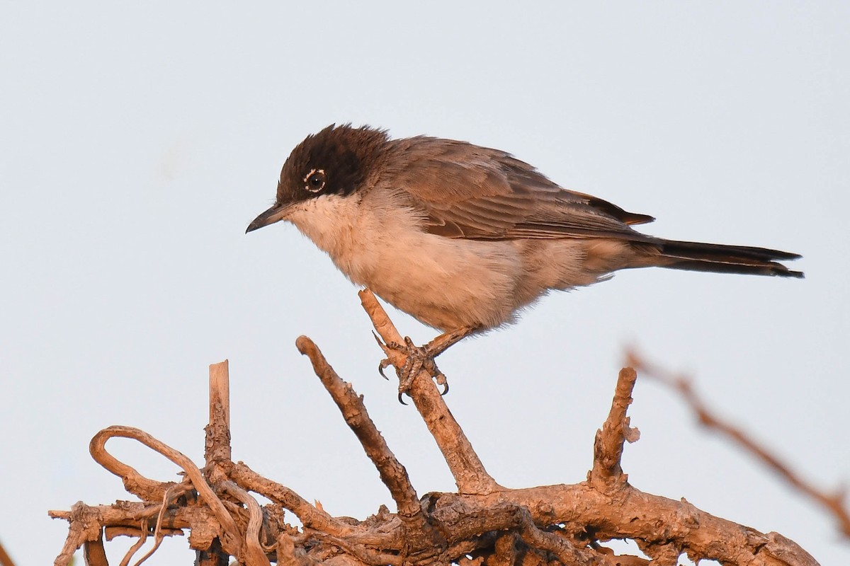 Arabian Warbler - ML600523601