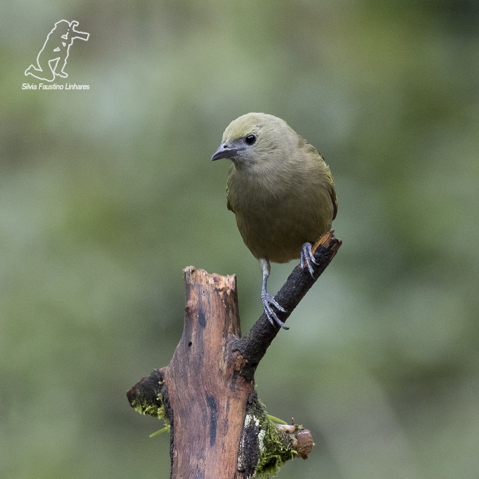 Palm Tanager - Silvia Faustino Linhares