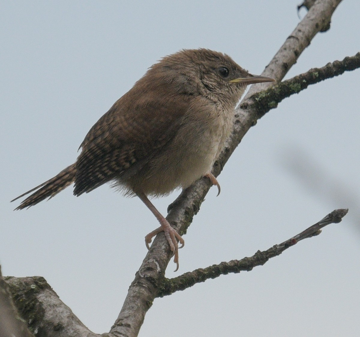Northern House Wren - Margaret Poethig