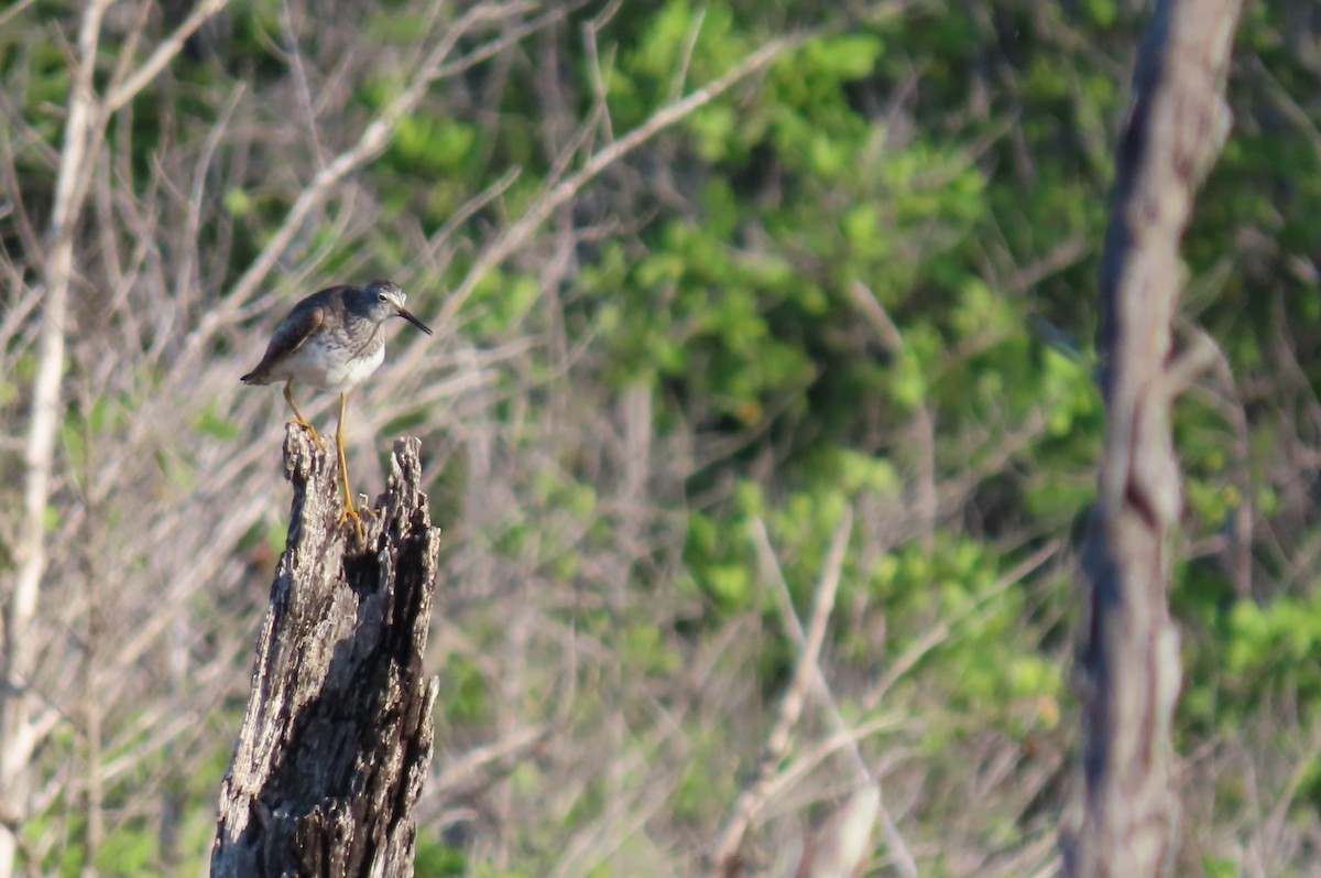 Lesser Yellowlegs - ML600524701