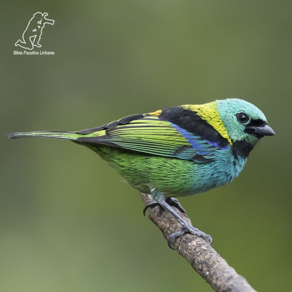 Green-headed Tanager - Silvia F🪶 Linhares