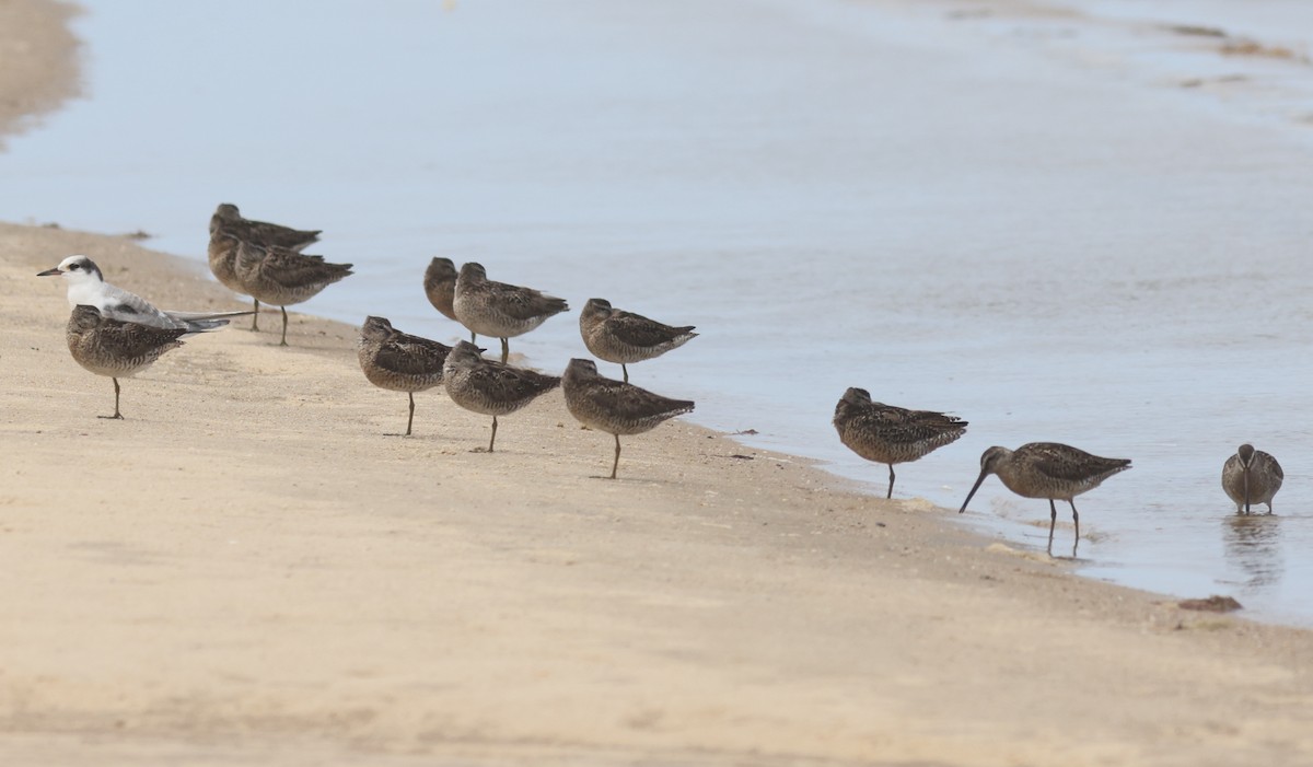 Short-billed Dowitcher - ML600524881