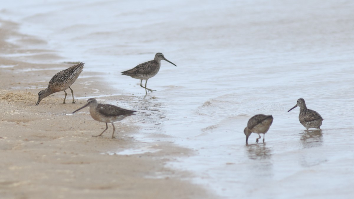 Short-billed Dowitcher - ML600524901