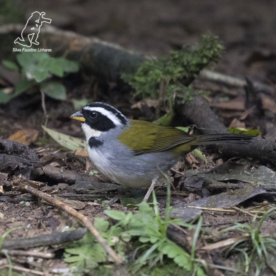 Half-collared Sparrow - Silvia F🪶 Linhares