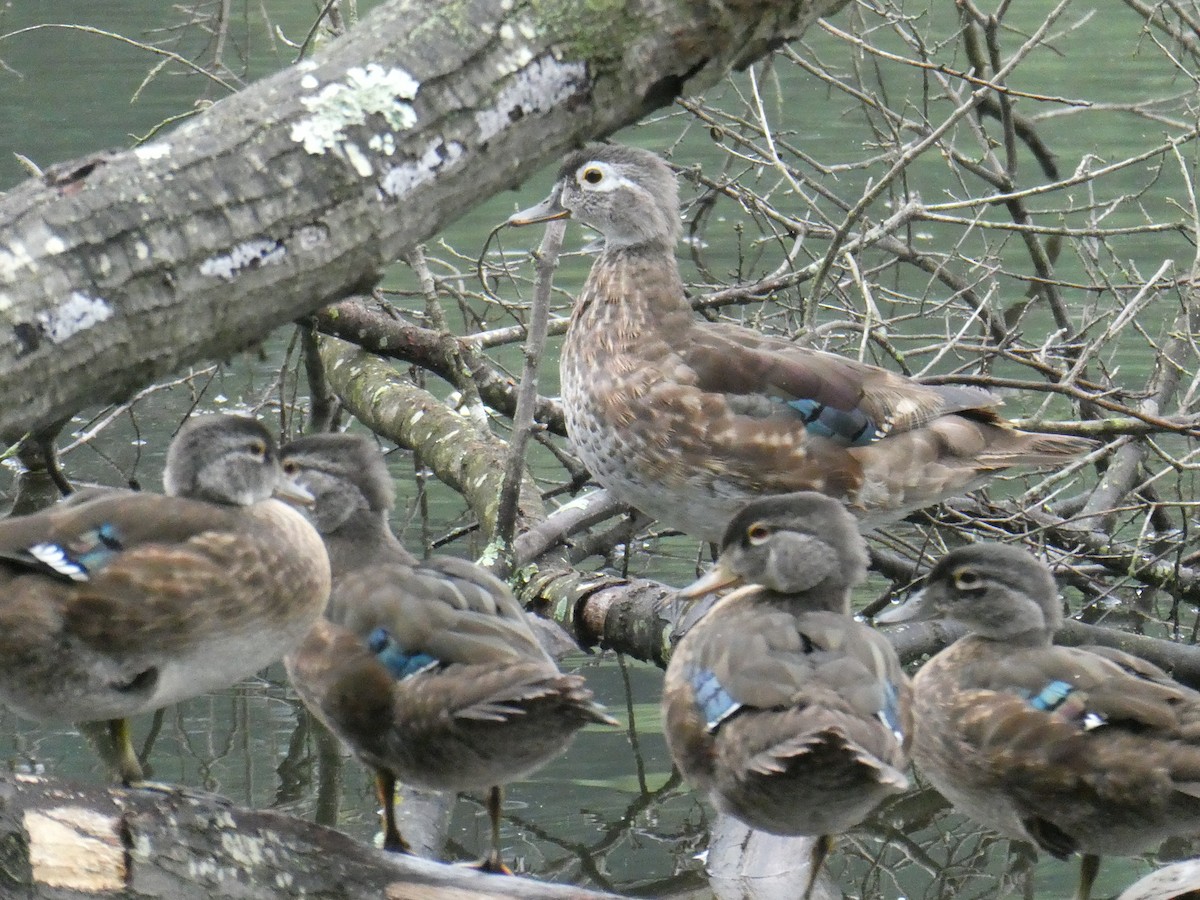 Wood Duck - ML600525611