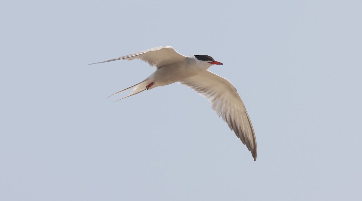 Common Tern - ML600525901