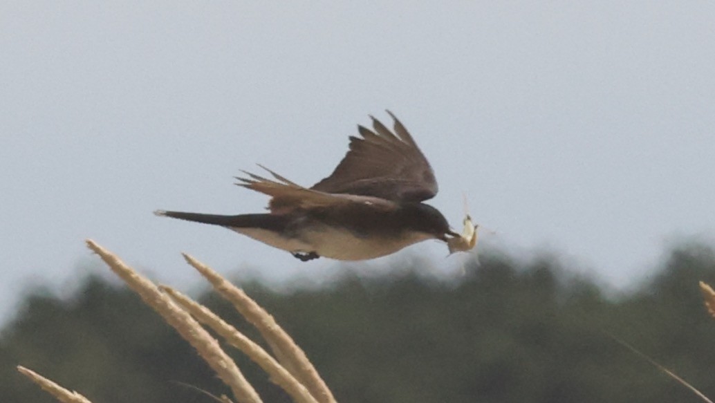 Schieferrücken-Königstyrann - ML600526581