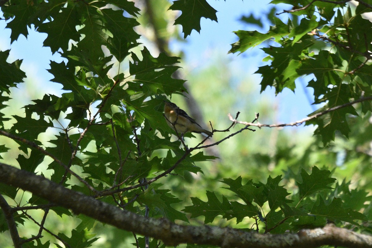 Bay-breasted Warbler - ML600526731