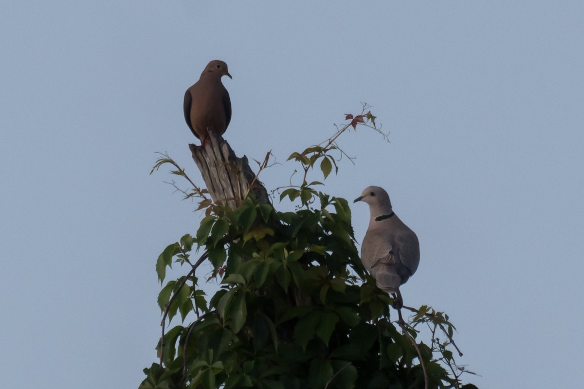 Eurasian Collared-Dove - ML600527331