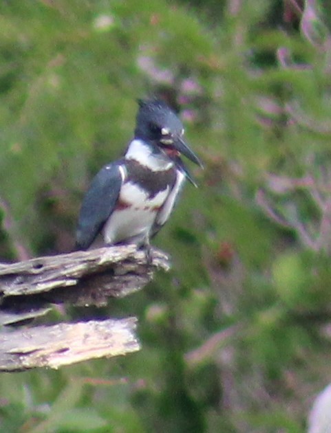 Belted Kingfisher - ML600527451