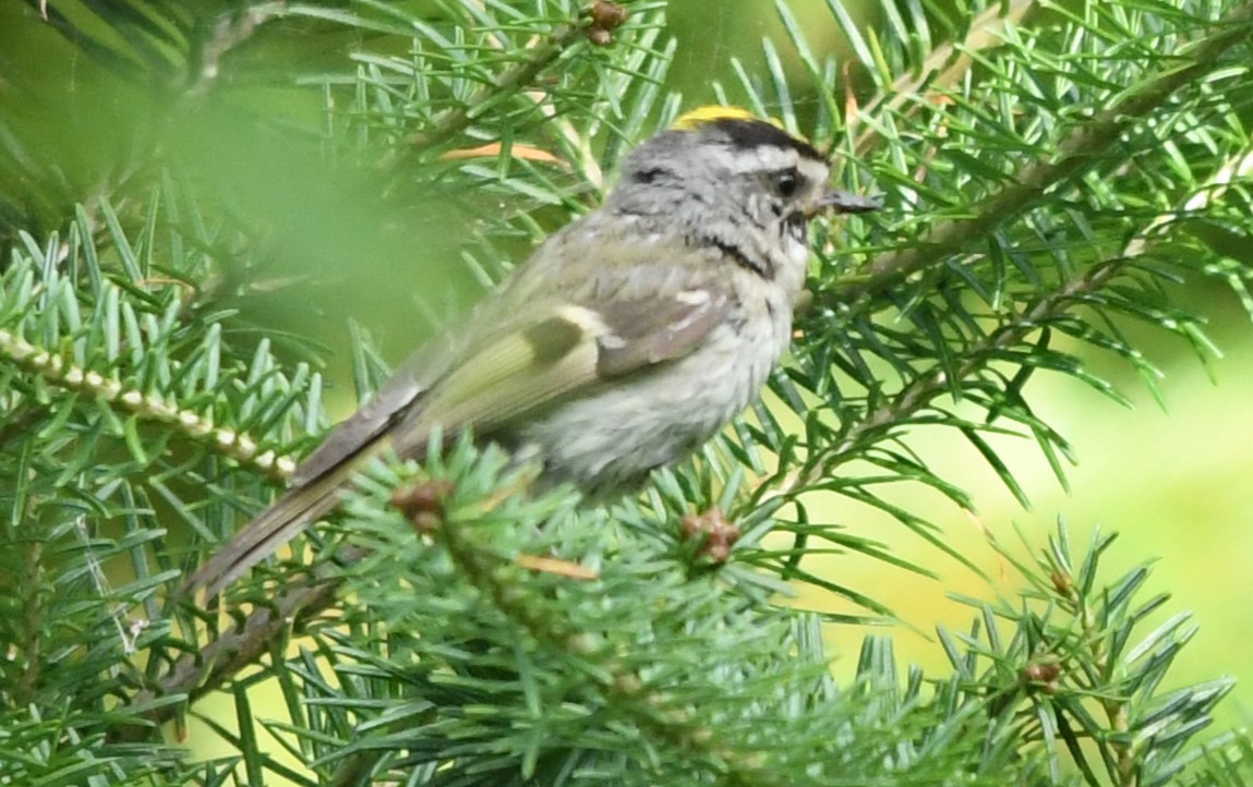 Golden-crowned Kinglet - Teresa Mawhinney