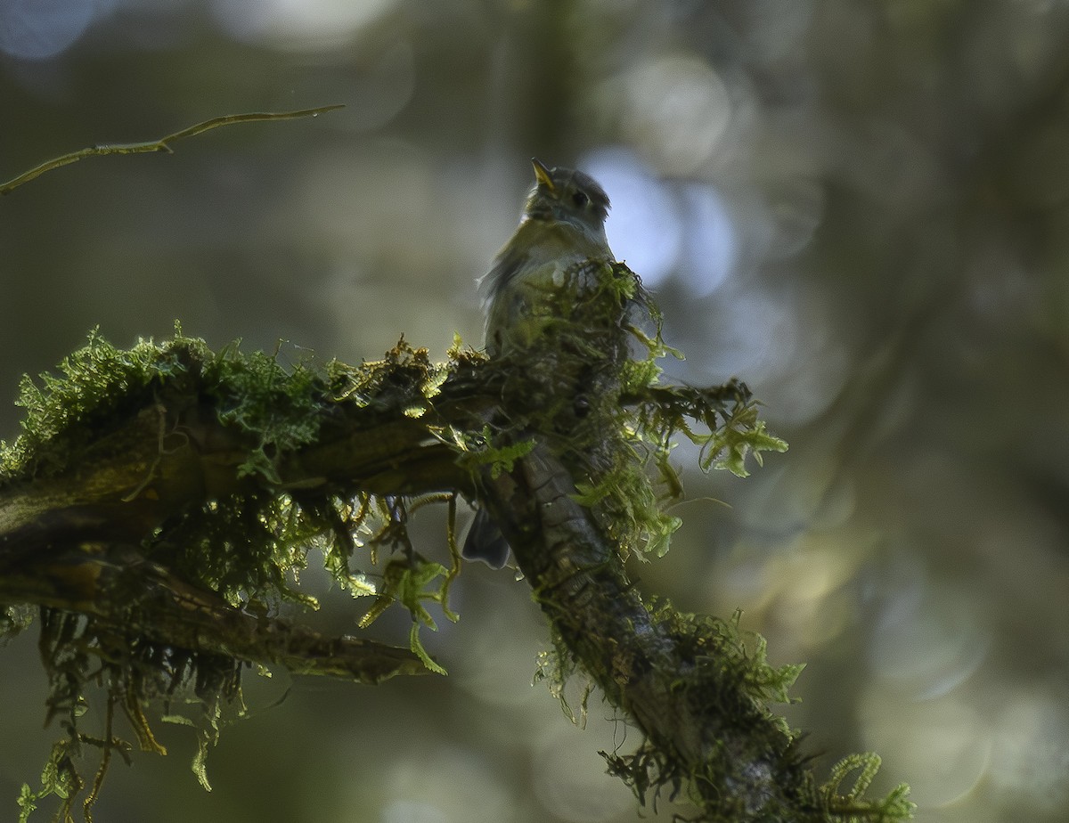 Pine Flycatcher - ML600528121