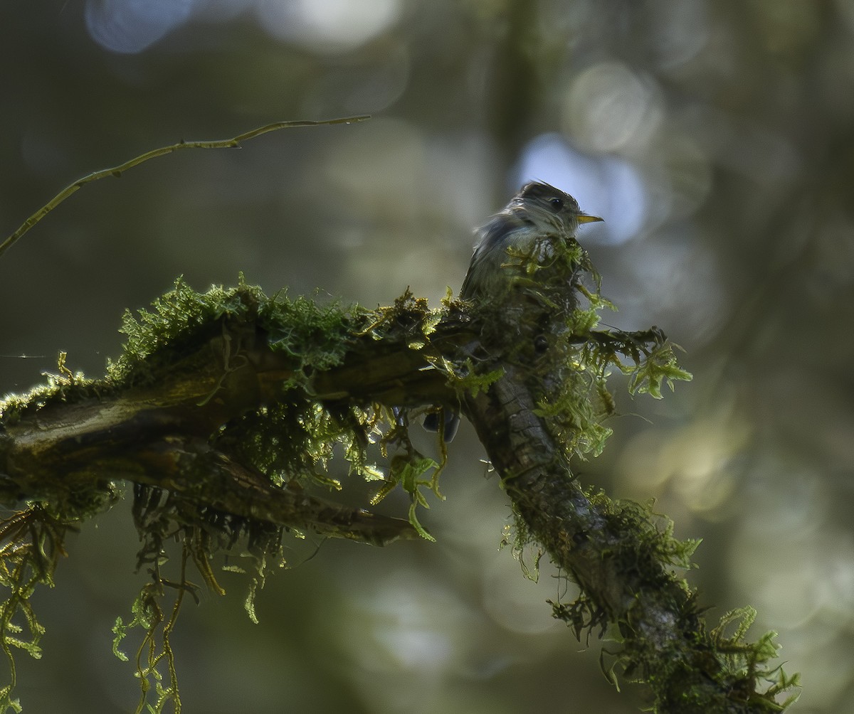 Pine Flycatcher - ML600528131