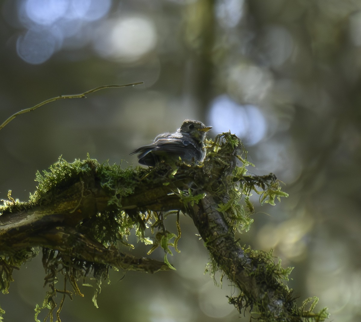 Pine Flycatcher - ML600528141