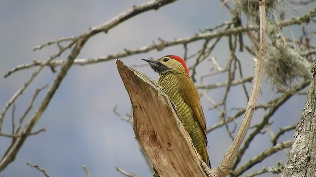 Carpintero Oliváceo - ML600528831