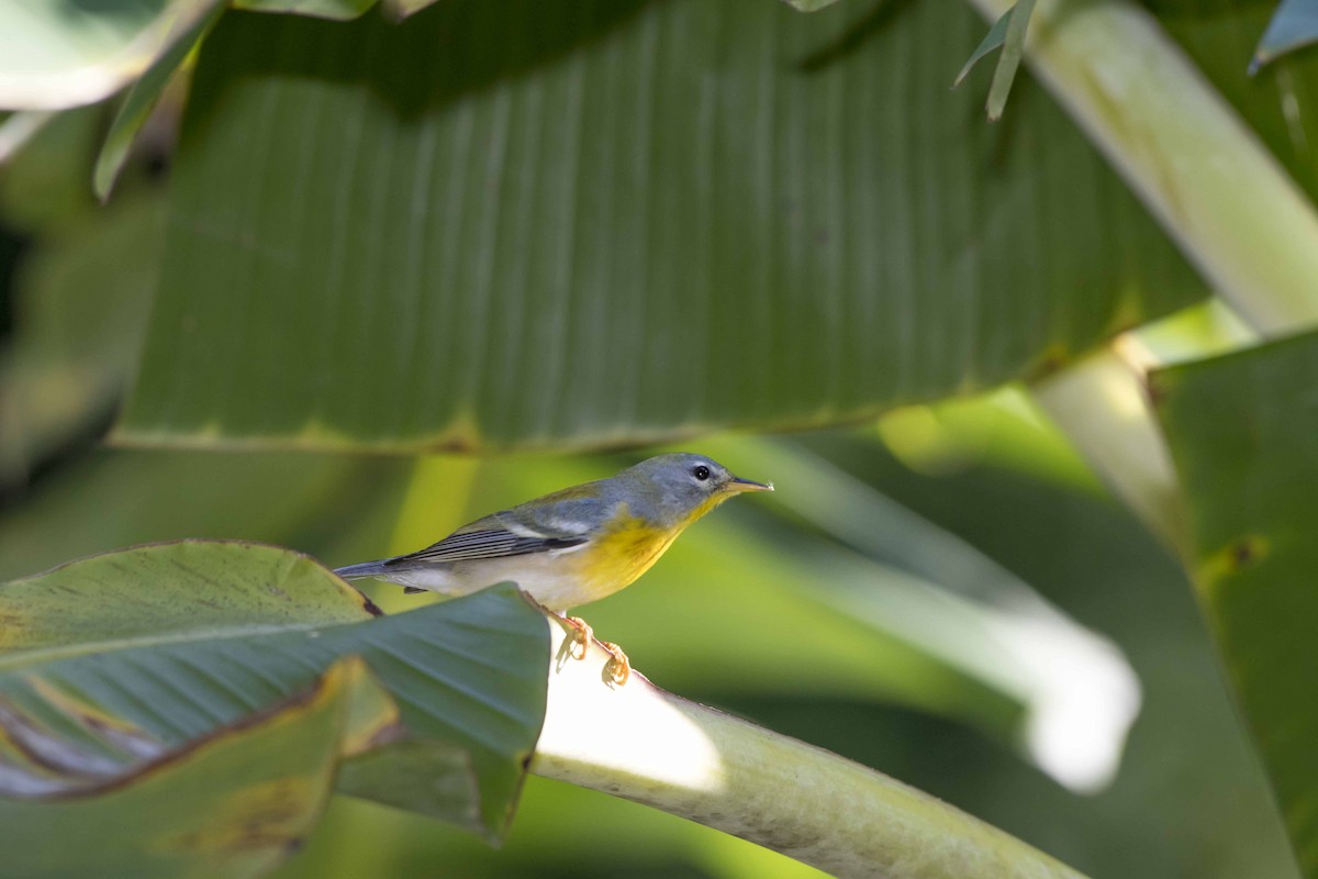 Northern Parula - Ricardo Tonos