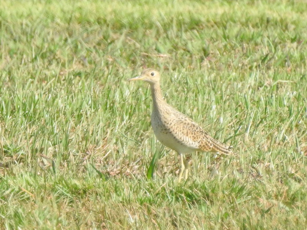 Upland Sandpiper - ML600530771